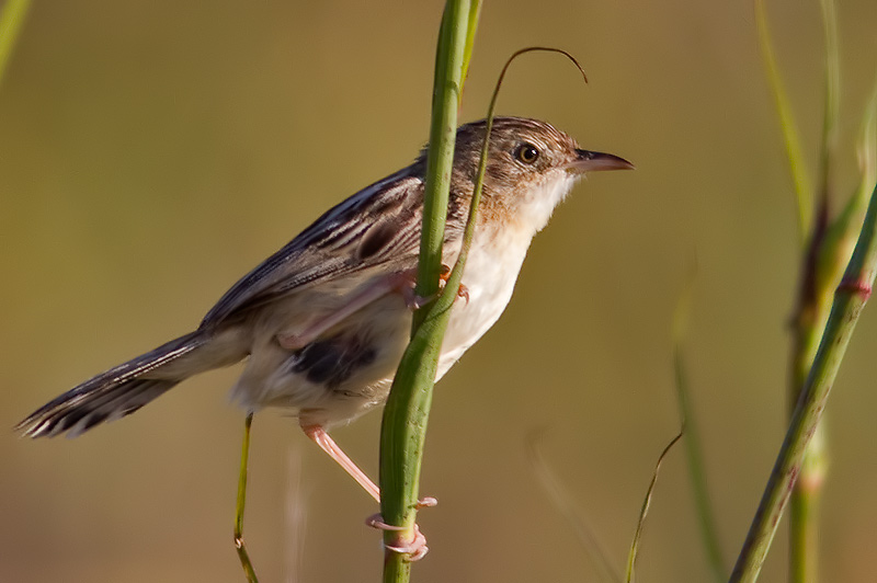 zitting cisticola