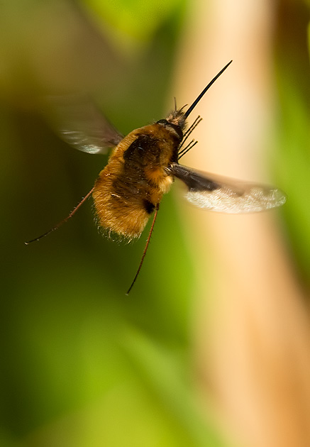 bee fly