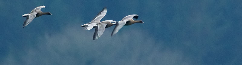 pink-footed geese