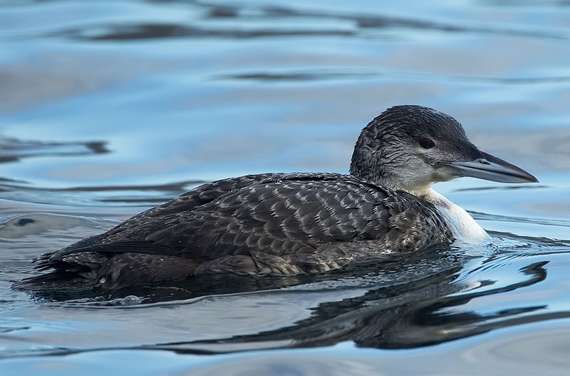 great northern diver
