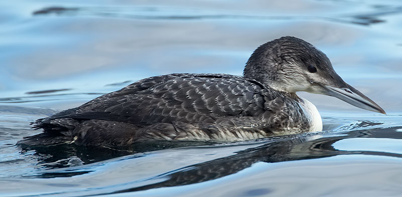 great northern diver