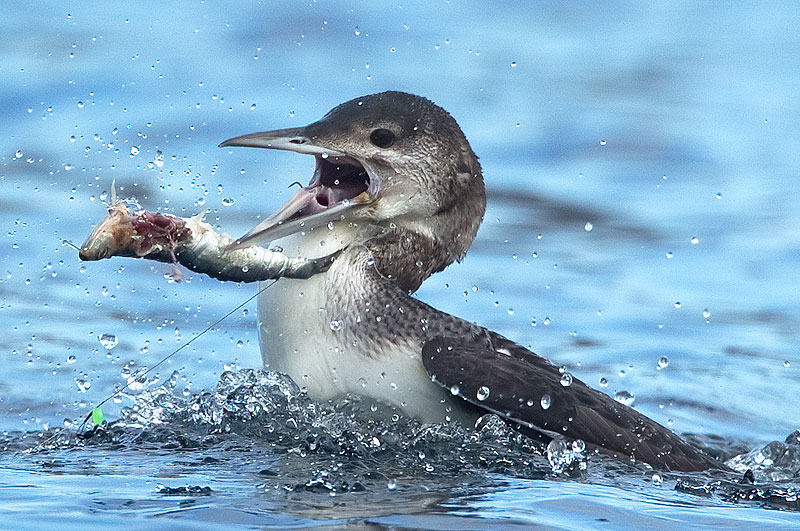 great northern diver