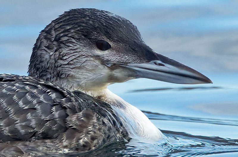 great northern diver