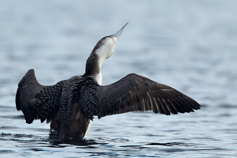 great northern diver