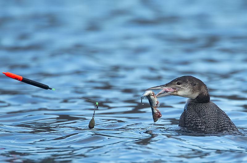 great northern diver