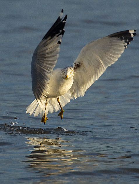 ring-billed gull