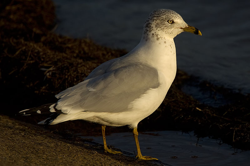 ring-billed gull
