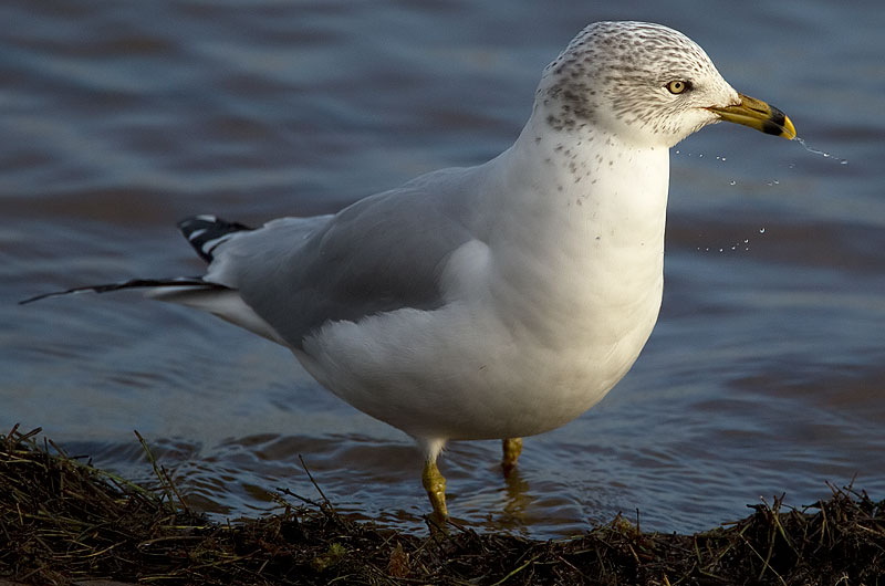 ring-billed gull