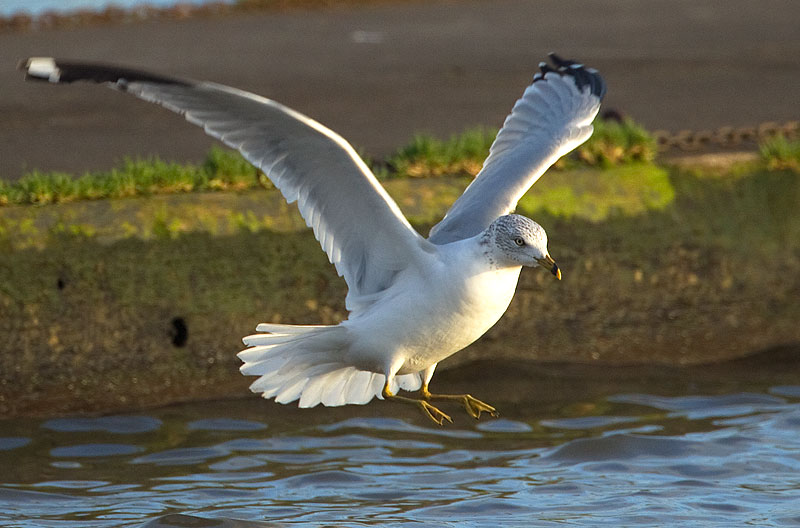 ring-billed gull