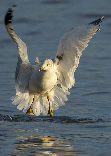 ring-billed gull