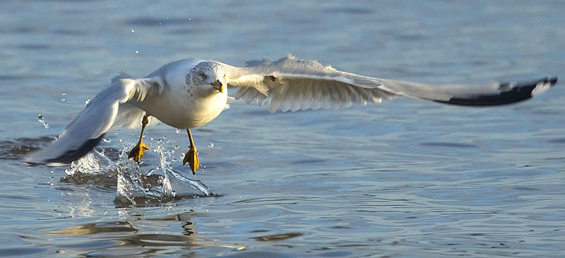 ring-billed gull