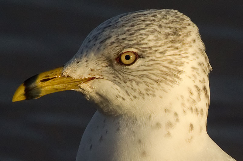 ring-billed gull