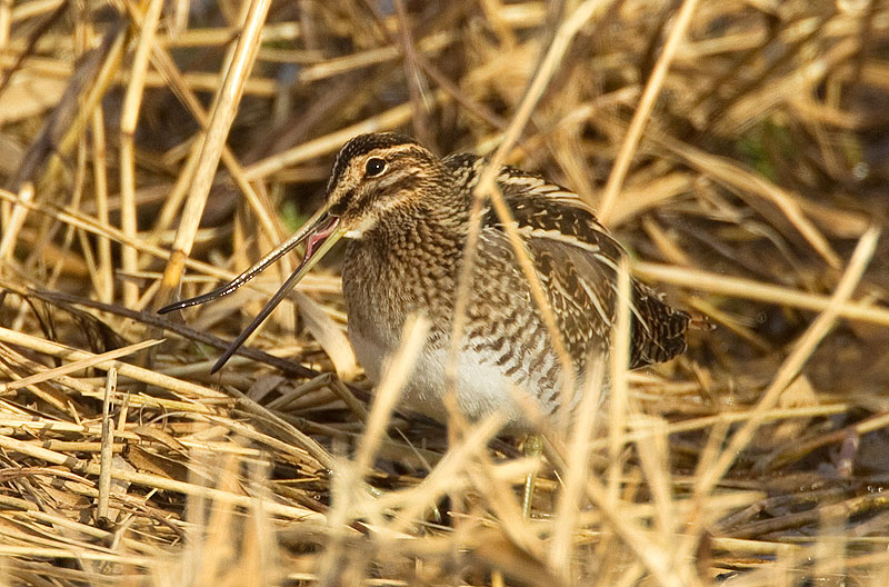 common snipe