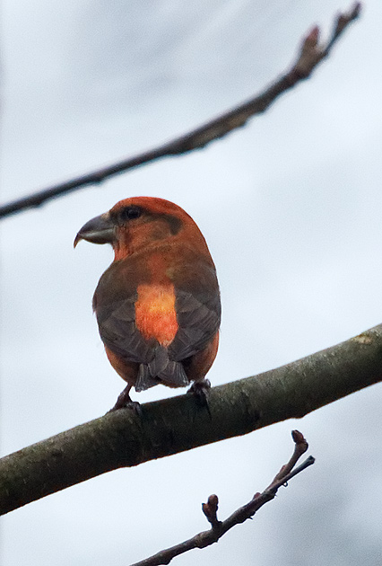 crossbill