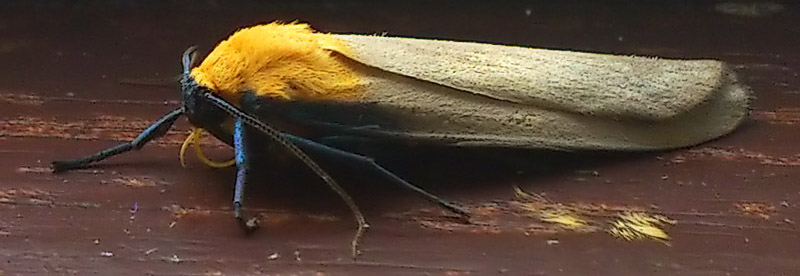 four-spotted footman