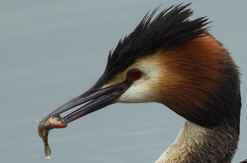 great crested grebe