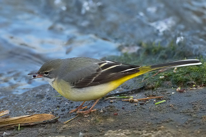 grey wagtail