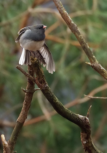 dark-eyed junco