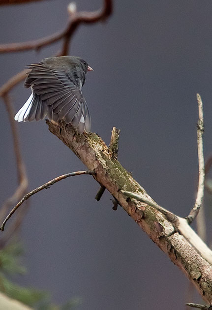 dark-eyed junco