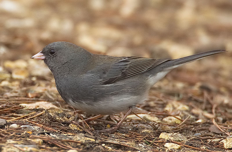 dark-eyed junco