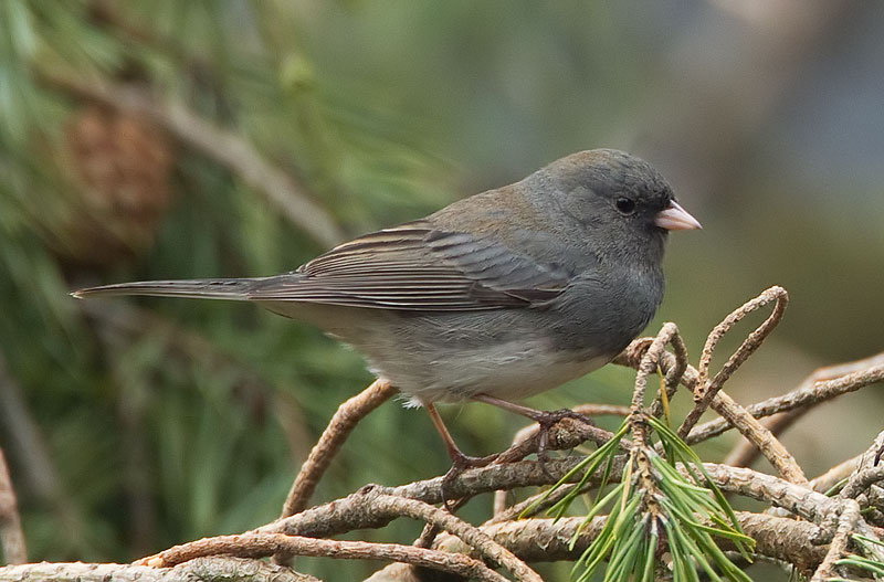 dark-eyed junco