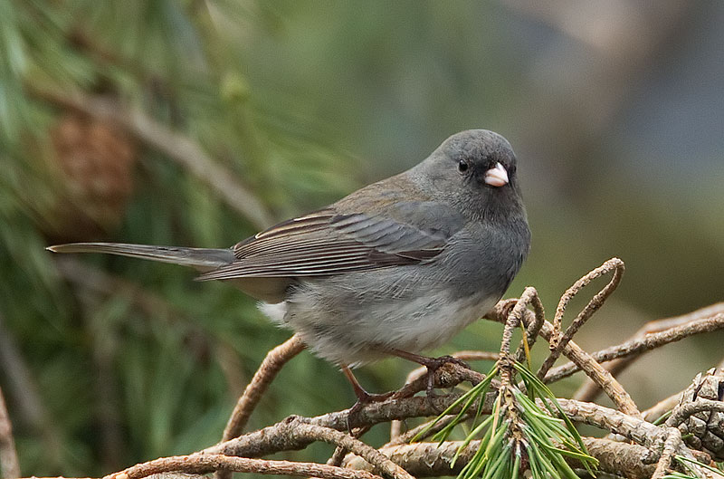 dark-eyed junco
