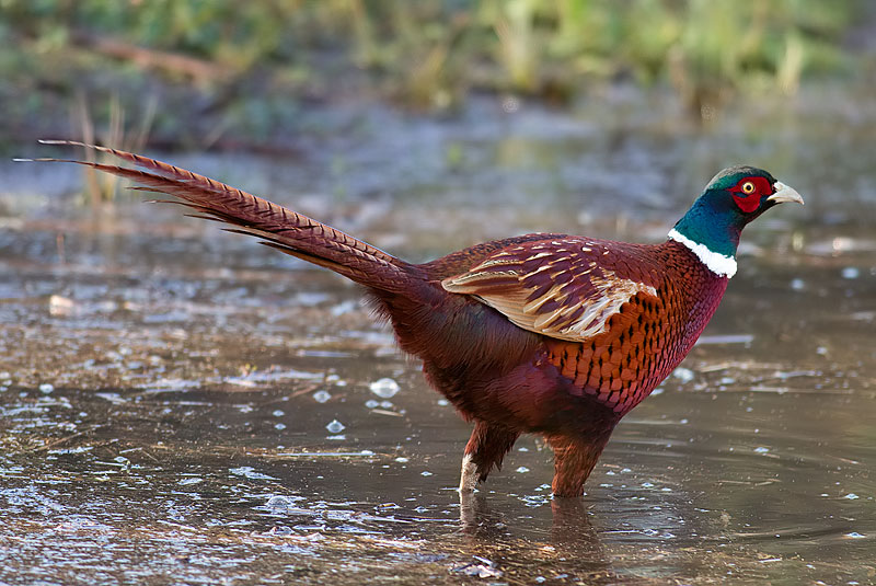 pheasant
