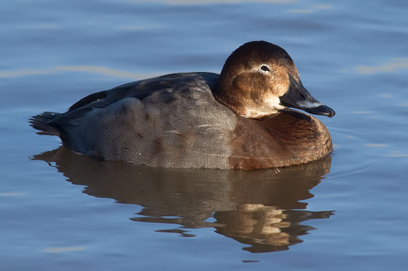 pochard