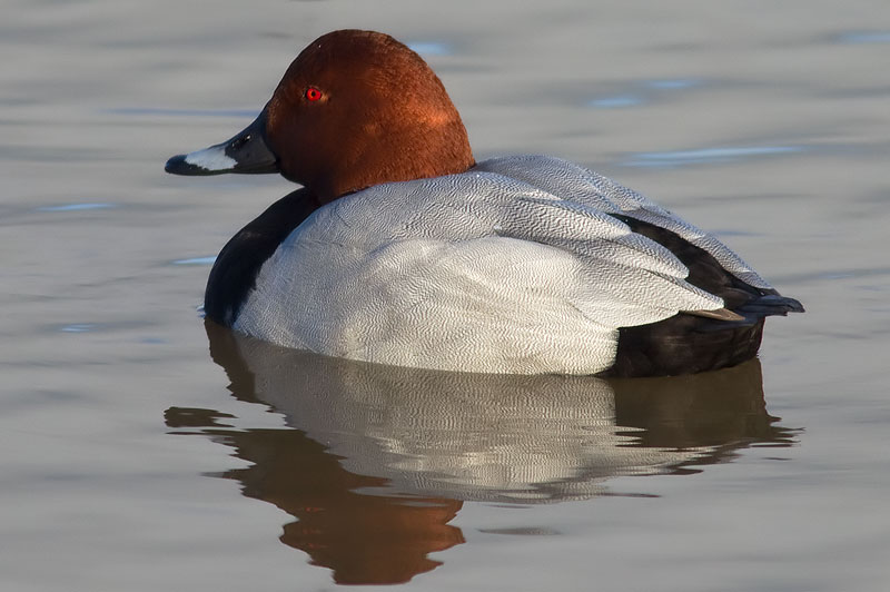 pochard