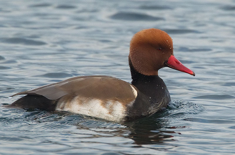 red-crested pochard