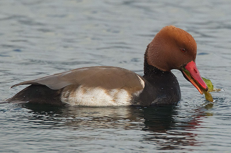 red-crested pochard