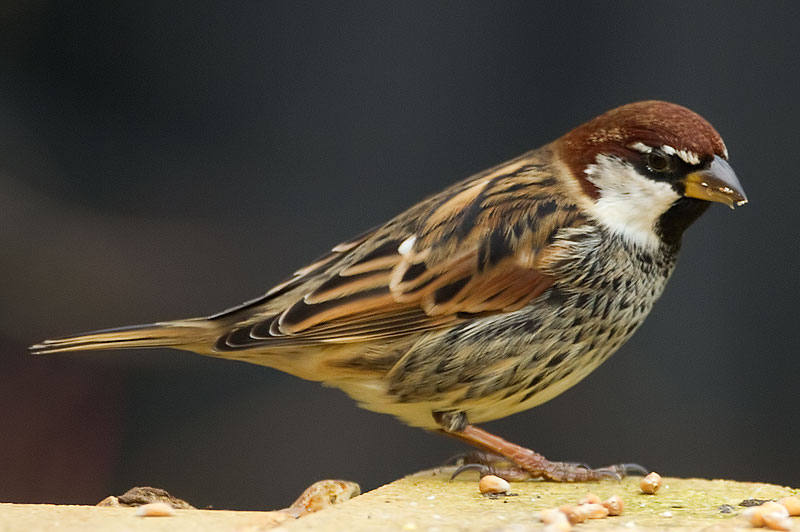 Spanish sparrow