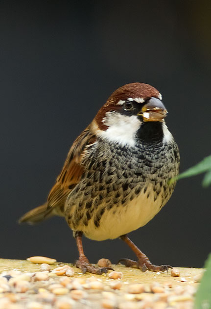 Spanish sparrow