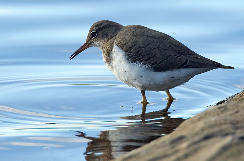 spotted sandpiper