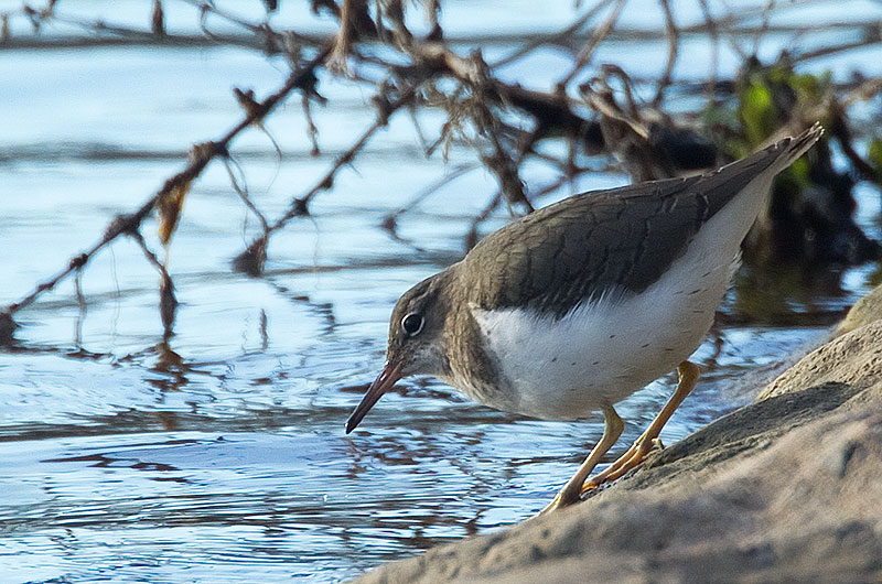 spotted sandpiper