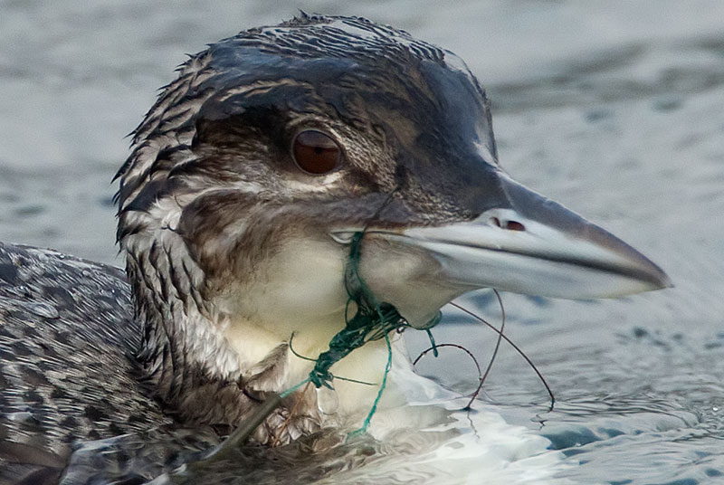 great northern diver