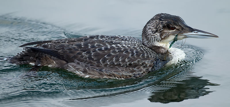 great northern diver