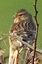 twite