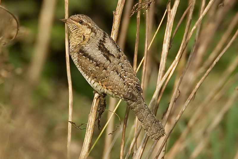 wryneck