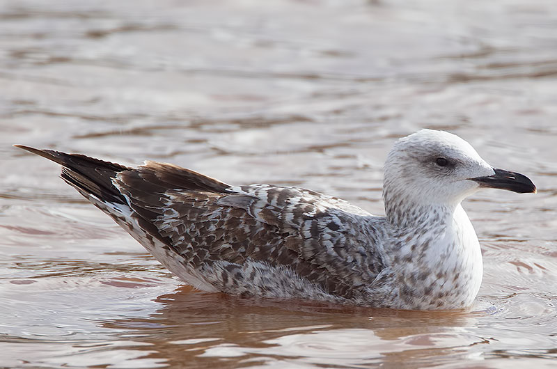 Yellow-legged gull