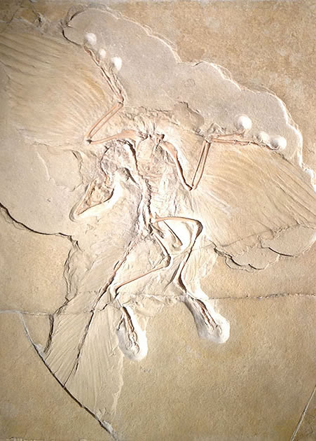 Archaeopteryx