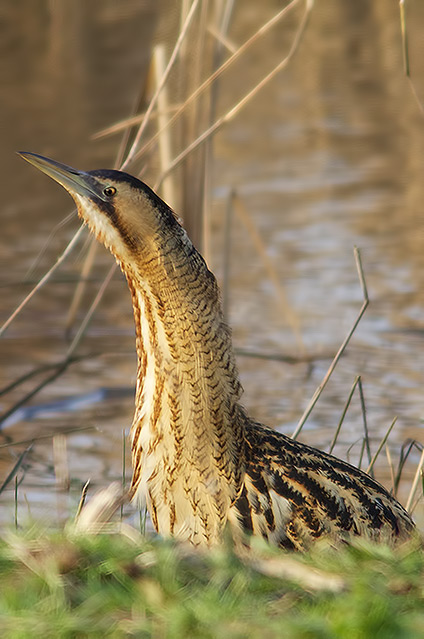 bittern