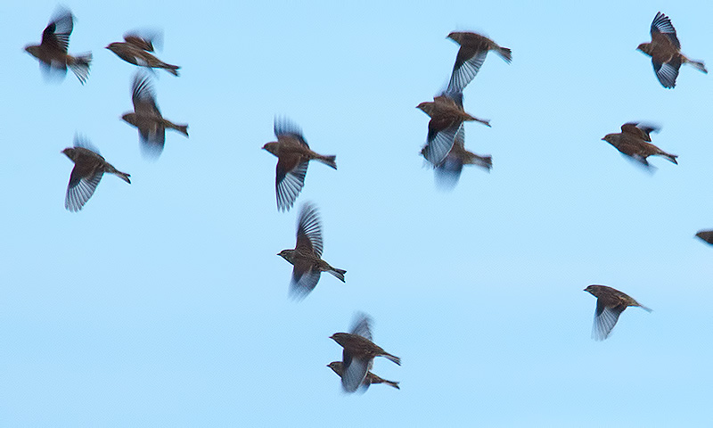 linnets