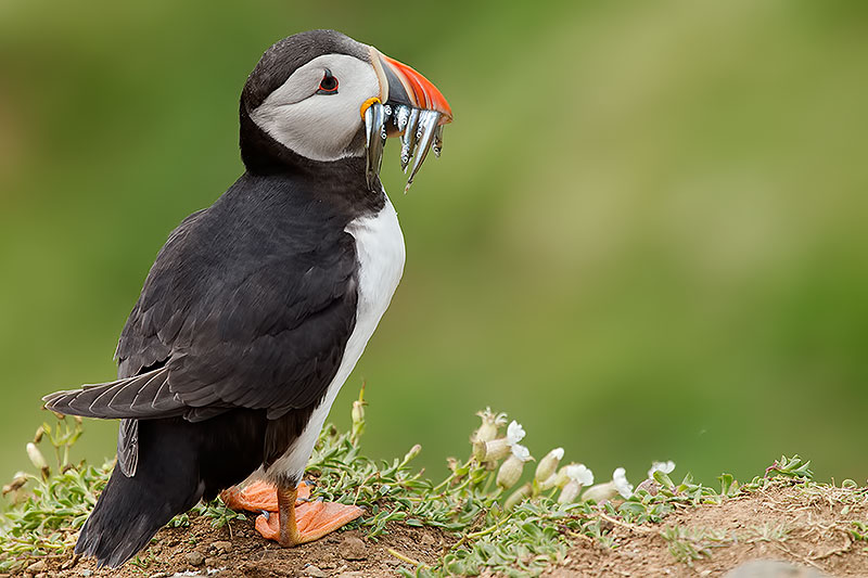 puffin