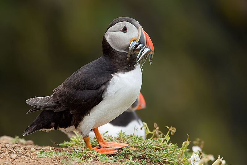 puffin