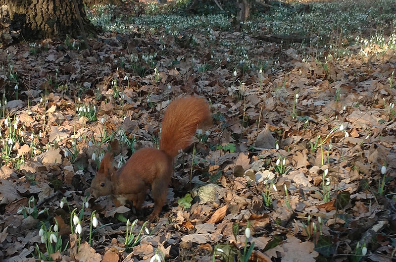 red squirrel