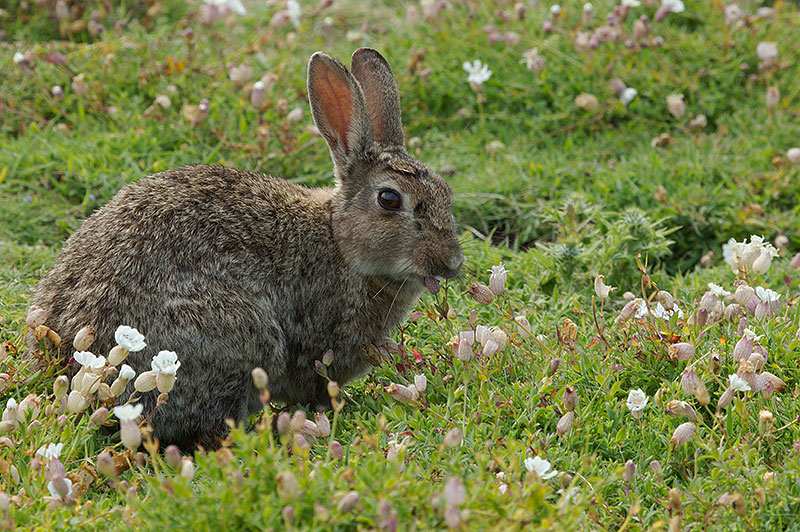 rabbit