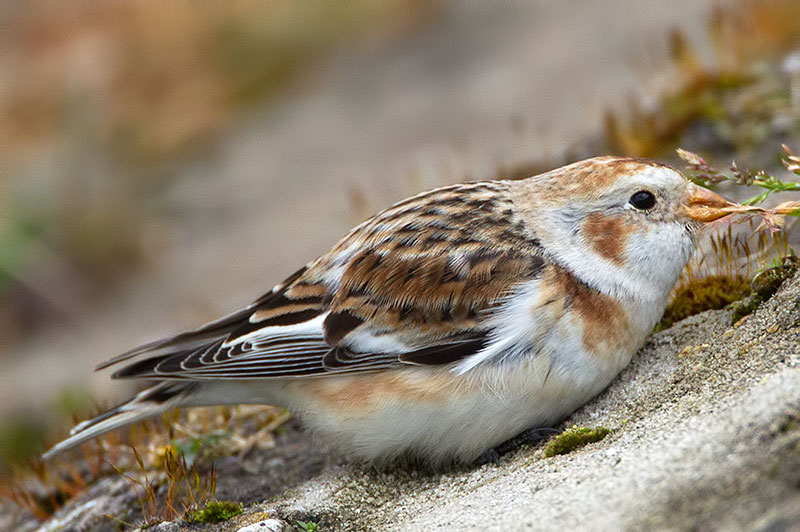 snow bunting