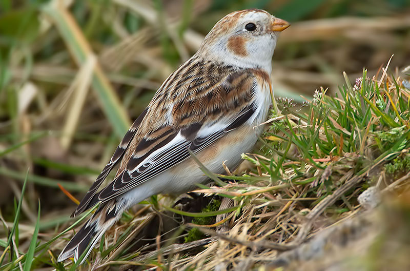 snow bunting