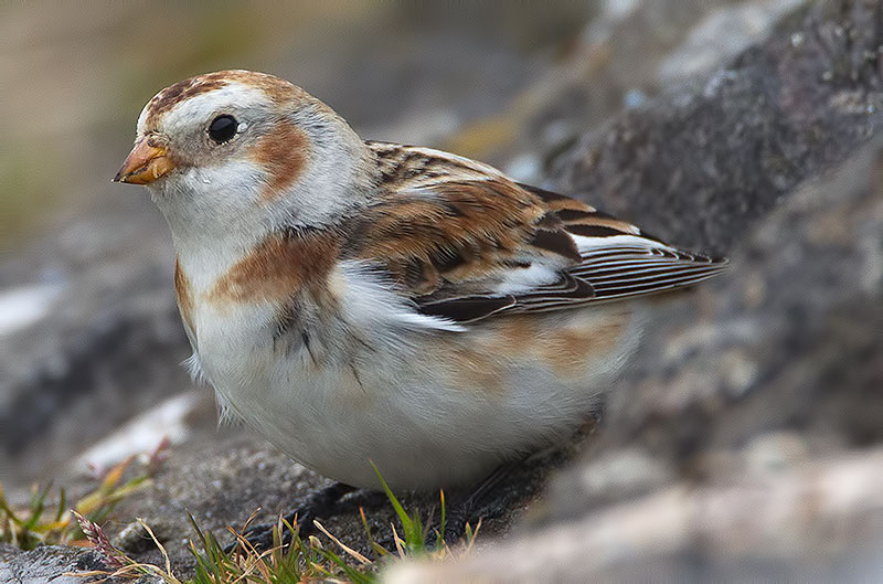 snow bunting